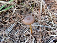 Strobilurus tenacellus