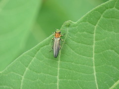 Agrilus smaragdifrons