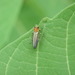 Agrilus smaragdifrons - Photo (c) Matt Parr, some rights reserved (CC BY-NC), uploaded by Matt Parr