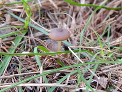 Strobilurus tenacellus