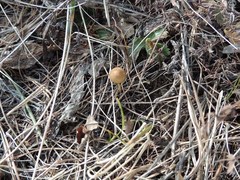 Strobilurus tenacellus