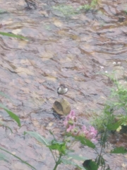 Cinclus cinclus hibernicus