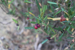 Cneorum tricoccon