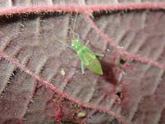 Blepharidopterus angulatus