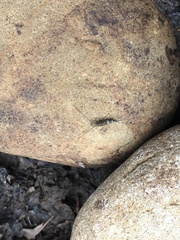 Petrobius brevistylis