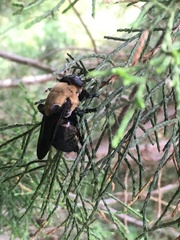 Oestridae