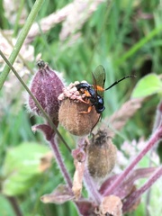 Pimpla sanguinipes
