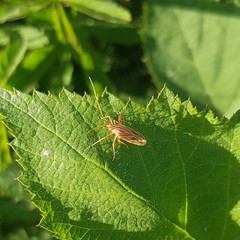 Miridius quadrivirgatus
