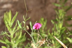 Lathyrus tingitanus