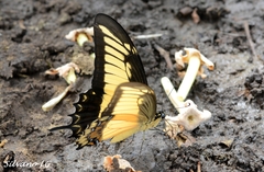 Heraclides androgeus