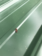 Enoclerus muttkowskii