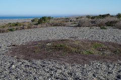 Muehlenbeckia ephedroides