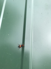 Enoclerus muttkowskii