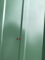 Enoclerus muttkowskii