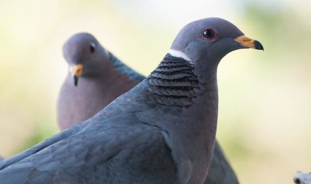 Wild Pigeons: The Living Wind – Nature in Novato