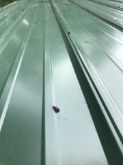 Enoclerus muttkowskii