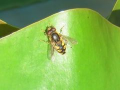 Parhelophilus rex