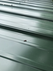 Enoclerus muttkowskii