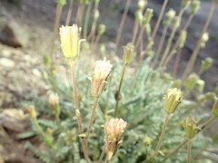 Chaenactis santolinoides