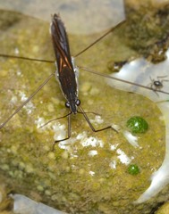Limnoporus canaliculatus