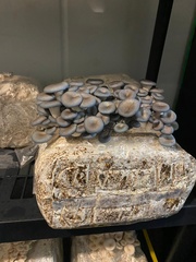 Pleurotus columbinus