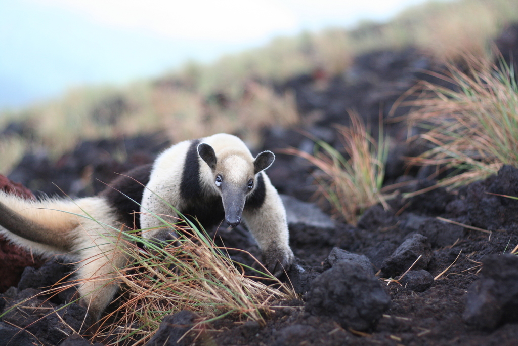 Northern Tamandua from Leon, Nicaragua on June 21, 2008 at 04:33 AM by ...