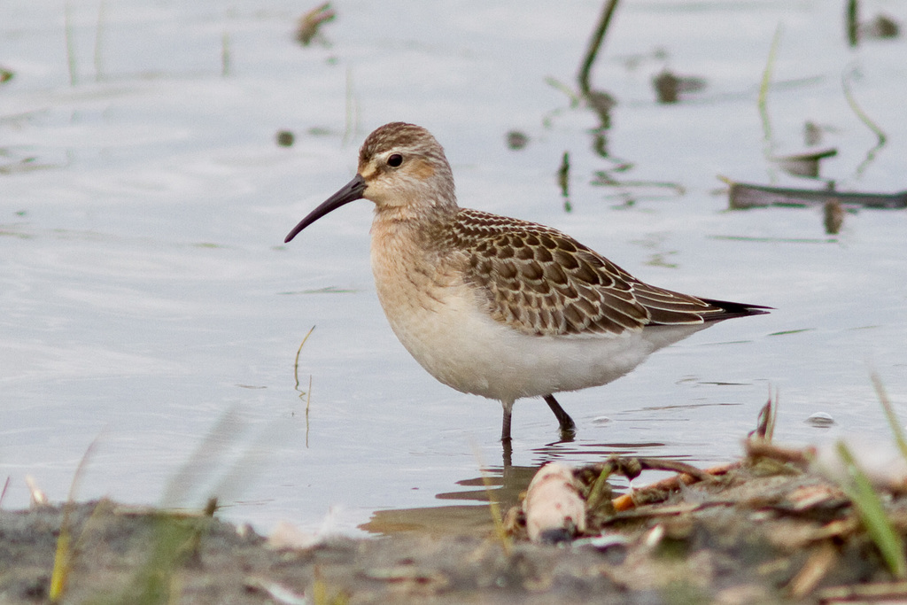 Curlew Sandpiper (Don Edwards San Francisco Bay National Wildlife ...