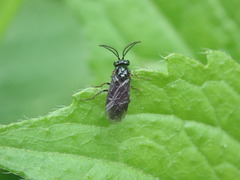 Sphacophilus cellularis