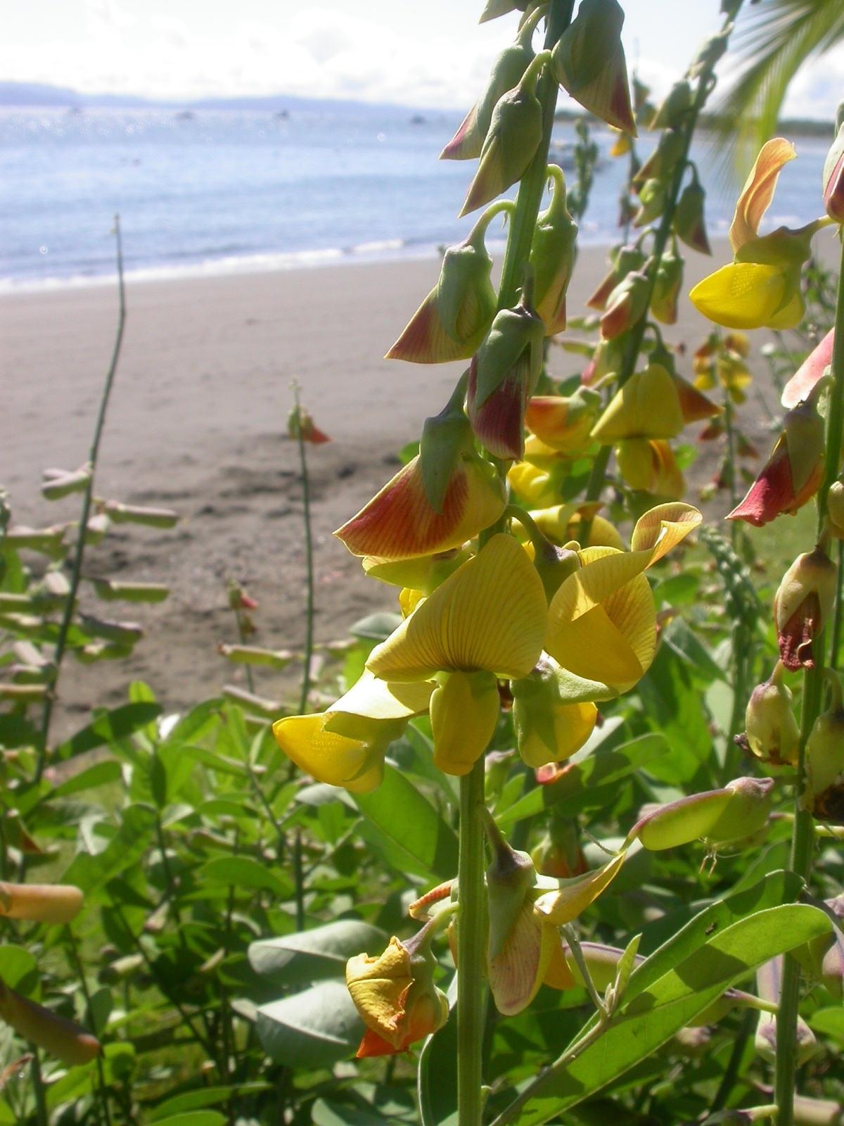 Crotalaria image