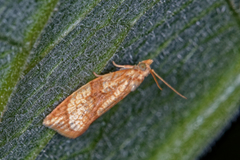 Adoxophyes negundana