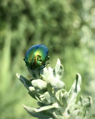 Chrysolina graminis