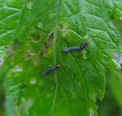 Evergestis rimosalis