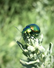Chrysolina graminis