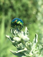 Chrysolina graminis