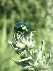 Chrysolina graminis
