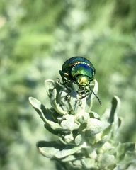 Chrysolina graminis
