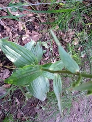 Epipactis