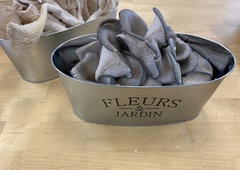 Pleurotus columbinus