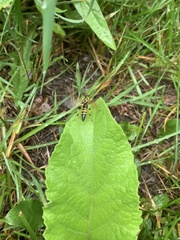 Stratiomyomorpha