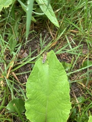 Stratiomyomorpha