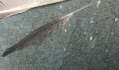 Hydrobates pelagicus