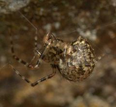 Theridion zantholabio