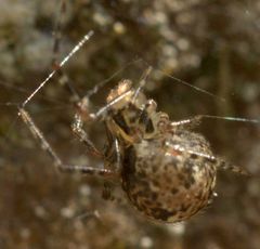 Theridion zantholabio
