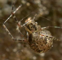 Theridion zantholabio