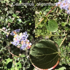 Ceanothus oliganthus