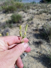 Mentzelia reverchonii
