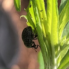 Rhyssomatus lineaticollis