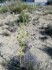 Mentzelia reverchonii