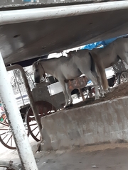 Equus caballus