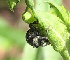 Rhyssomatus lineaticollis